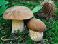 Boletus reticulatus