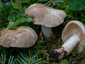 Lactarius acris