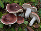 Russula vesca