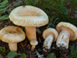 Lactarius tuomikoskii