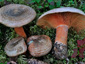 Lactarius fennoscandicus