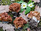 Gyromitra ticiniana