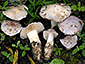 Cortinarius coeruleopallescens