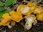 Cantharellus cibarius