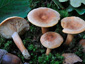 Lactarius lacunarum