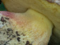 Boletus fechtneri