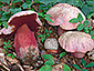 Boletus rubrosanguineus