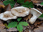 Russula densifolia