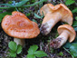 Lactarius zonarioides