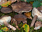 Lactarius romagnesii