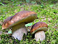 Boletus edulis