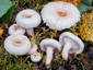 Lactarius scoticus