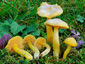 Hygrocybe ceracea