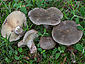 Lactarius cistophilus