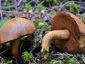 Chalciporus piperatus