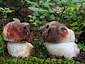 Boletus pinophilus