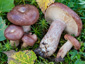 Lactarius hysginus