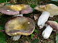 Russula romellii