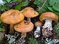 Cortinarius multiformis