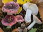 Russula fragilis var. fragilis