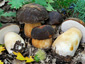 Boletus aereus