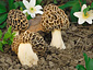 Morchella esculenta