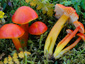 Hygrocybe splendidissima