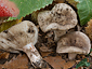 Russula acrifolia