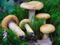 Lactarius repraesentaneus