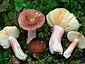 Russula taigarum