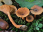 Lactarius obscuratus var. obscuratus