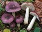 Russula cavipes