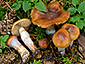 Cortinarius collinitus