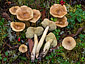 Tricholoma aestuans