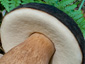 Boletus aereus