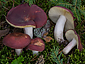 Russula badia