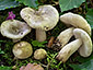 Russula innocua