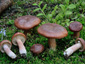 Lactarius rufus