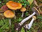 Cortinarius delibutus