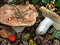 Russula rubroalba