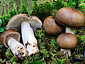 Russula consobrina