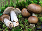 Russula consobrina