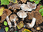 Cortinarius chevassutii