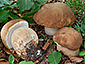 Boletus reticulatus