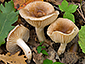 Hygrophorus roseodiscoideus