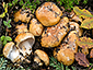 Cortinarius subrubrovelatus