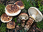 Tricholoma caligatum