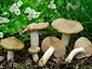 Entoloma clypeatum