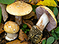 Cortinarius haasii