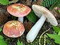 Russula velutipes